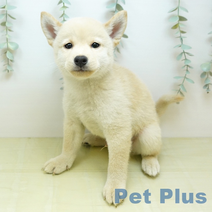 岡山県の柴犬(標準サイズ) (ペッツワン 岡山南店/2026年6月14日生まれ/男の子/白)の子犬の1枚目の画像