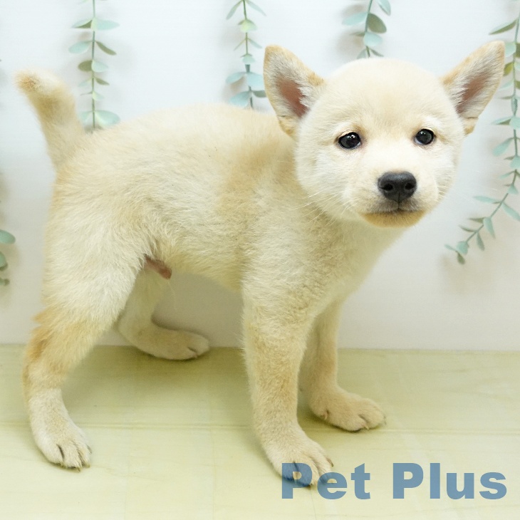 岡山県の柴犬(標準サイズ) (ペッツワン 岡山南店/2026年6月14日生まれ/男の子/白)の子犬の2枚目の画像