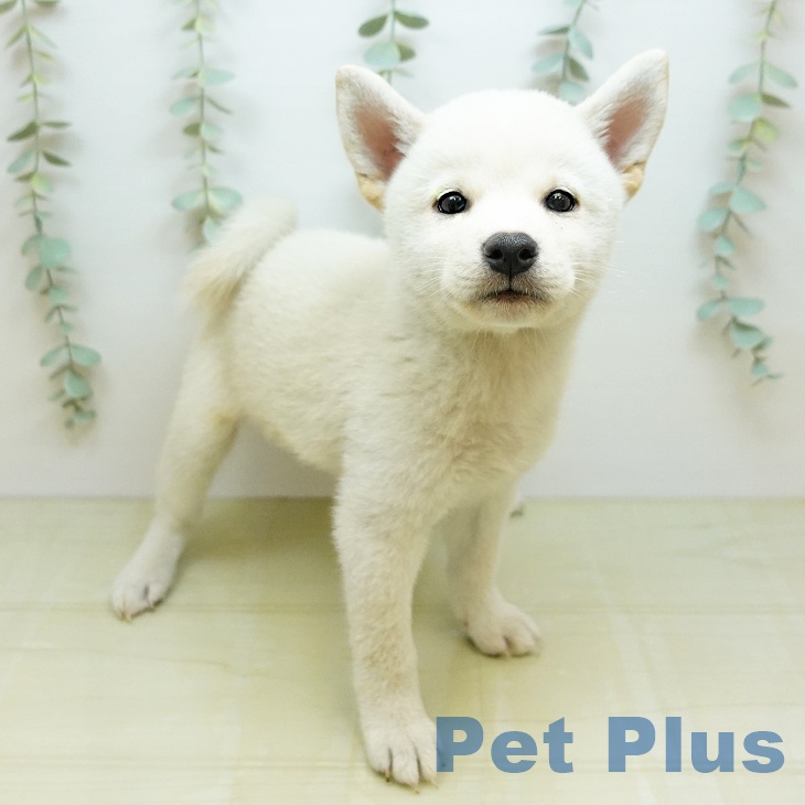 徳島県の柴犬(標準サイズ) (ペットプラス 徳島店/2026年6月14日生まれ/男の子/白)の子犬の1枚目の画像