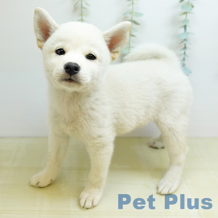 徳島県の柴犬(標準サイズ) (ペットプラス 徳島店/2026年6月14日生まれ/男の子/白)の子犬の2枚目の画像