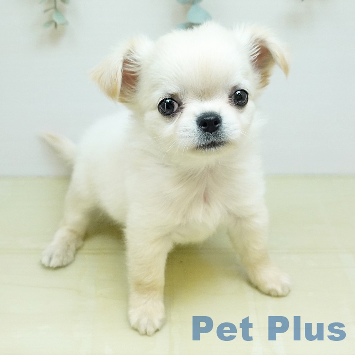 岡山県のチワワ(ロング) (ペットプラス 岡山店/2026年6月16日生まれ/男の子/クリーム)の子犬の1枚目の画像