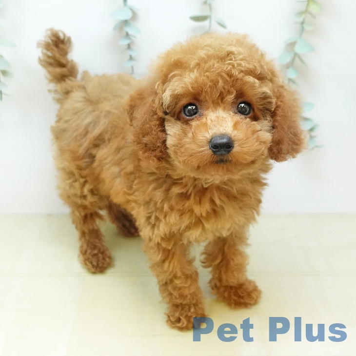 岡山県のトイプードル(トイ) (ペットプラス 岡山店/2026年6月16日生まれ/男の子/レッド)の子犬の1枚目の画像