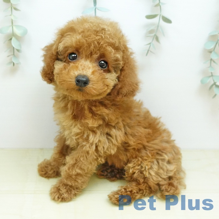 岡山県のトイプードル(トイ) (ペットプラス 岡山店/2026年6月16日生まれ/男の子/レッド)の子犬の2枚目の画像