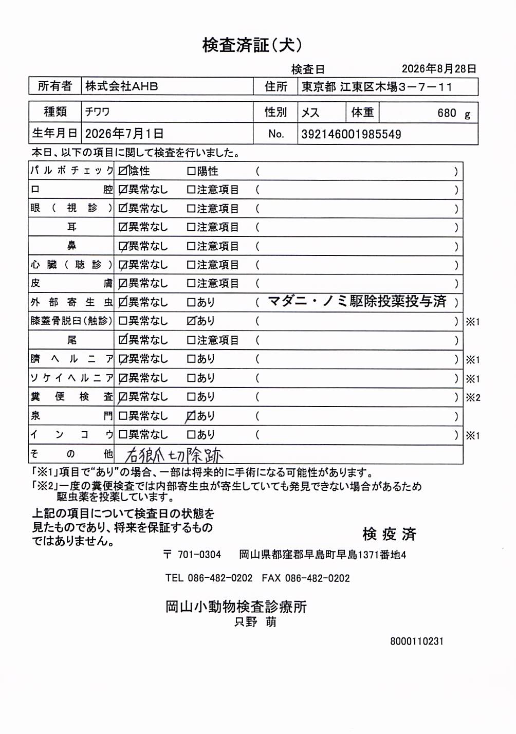 チワワ