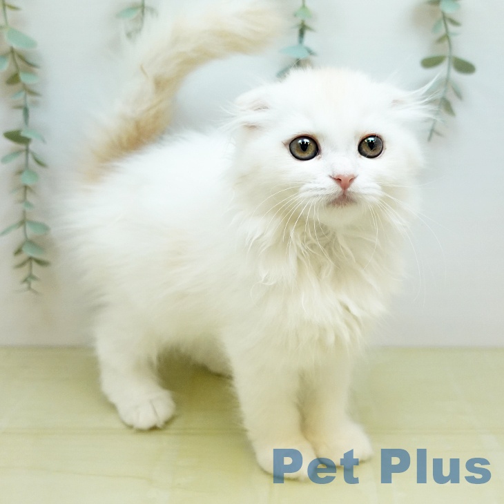スコティッシュフォールドの写真2