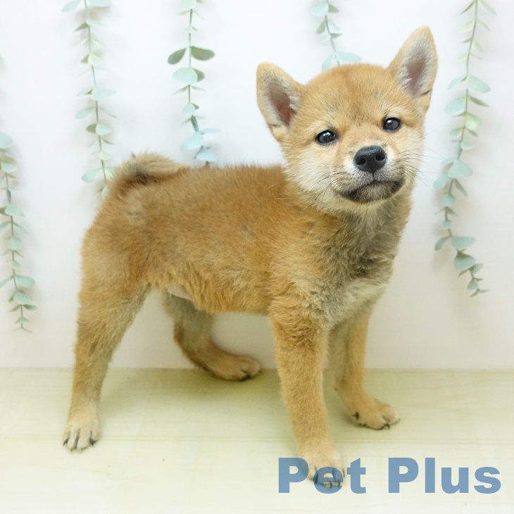 愛媛県の柴犬(標準サイズ) (ペットプラス 新居浜店/2026年6月25日生まれ/男の子/赤)の子犬の1枚目の画像