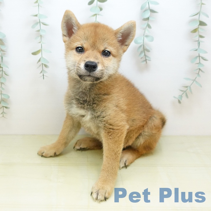 愛媛県の柴犬(標準サイズ) (ペットプラス 新居浜店/2026年6月25日生まれ/男の子/赤)の子犬の2枚目の画像