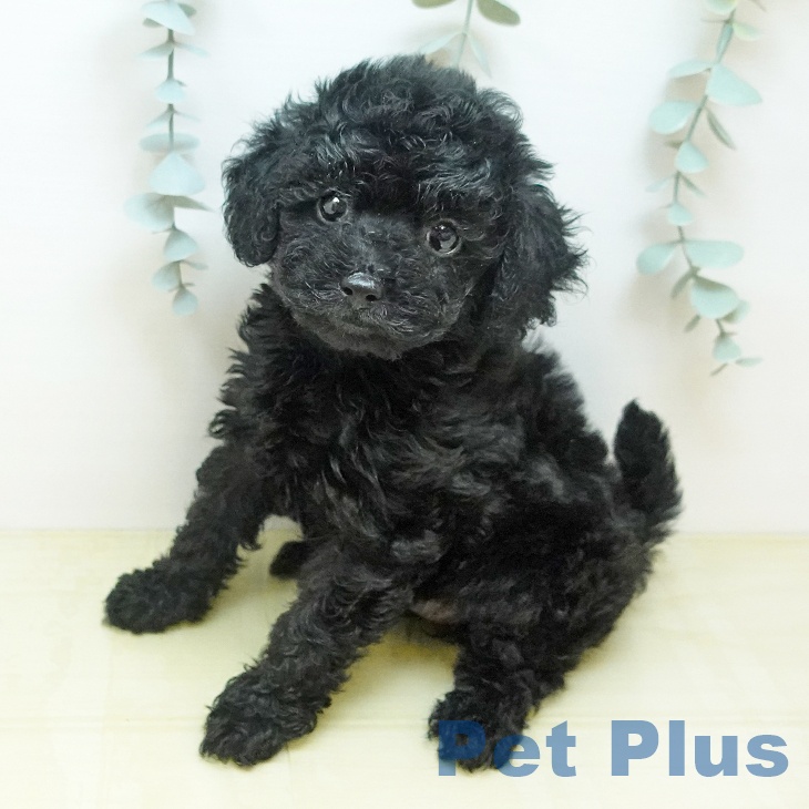 トイ・プードル