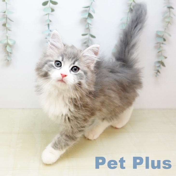 ノルウェージャンフォレストキャット