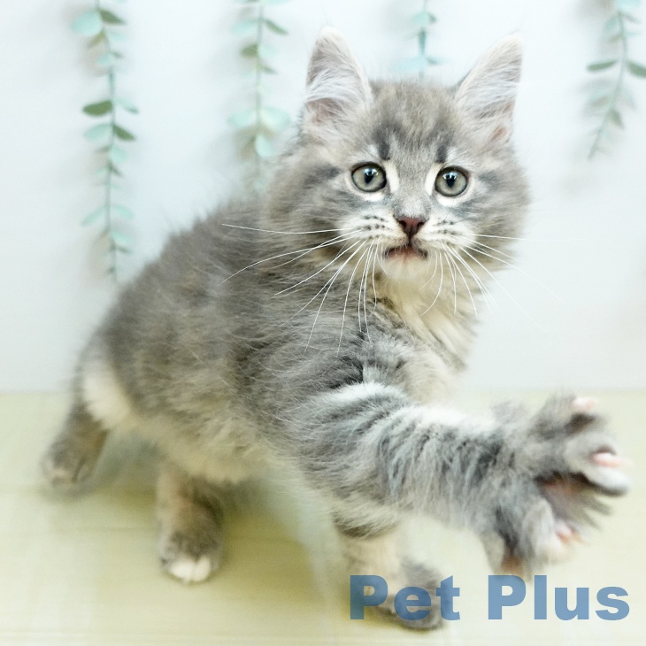 ノルウェージャンフォレストキャット