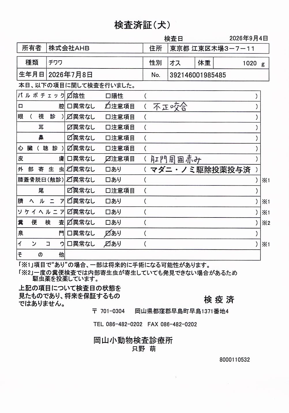 チワワ