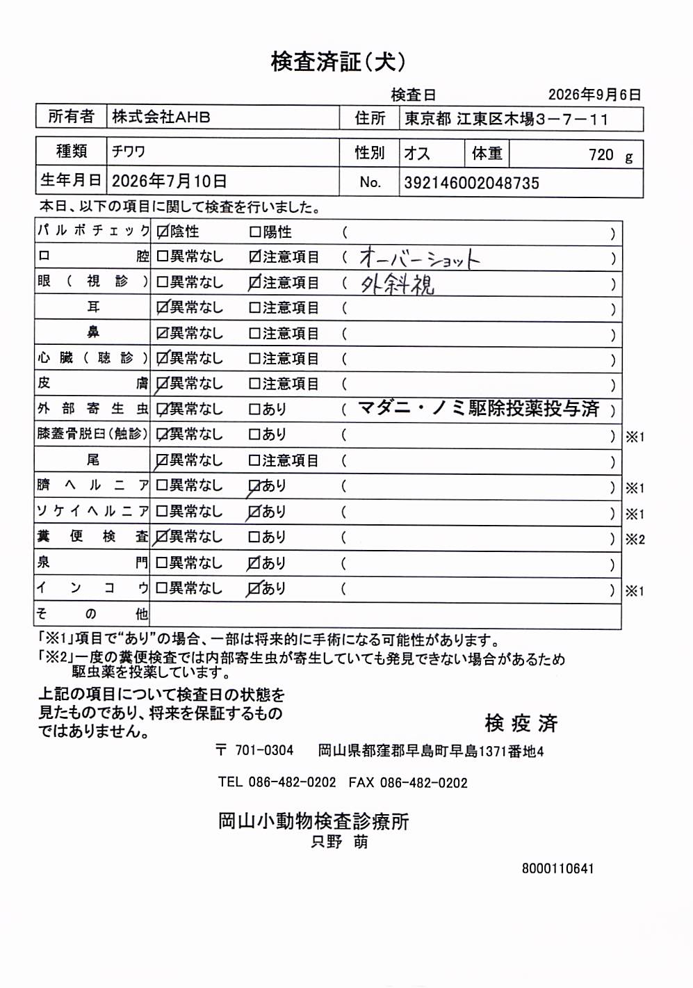 チワワ