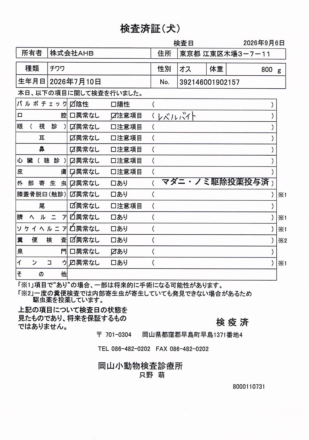 チワワ