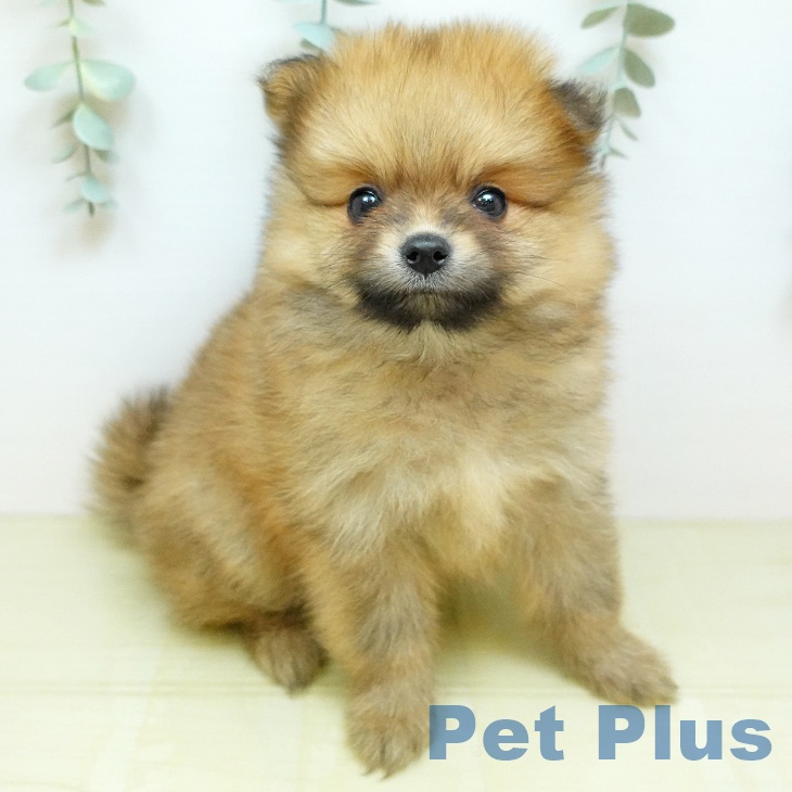 徳島県のポメラニアン (ペットプラス 徳島店/2026年7月15日生まれ/男の子/オレンジ)の子犬の1枚目の画像