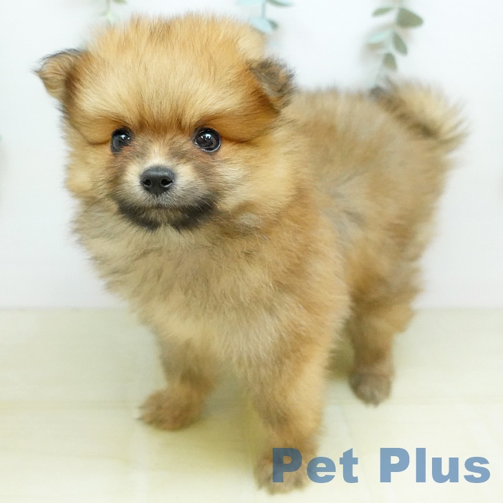 徳島県のポメラニアン (ペットプラス 徳島店/2026年7月15日生まれ/男の子/オレンジ)の子犬の2枚目の画像