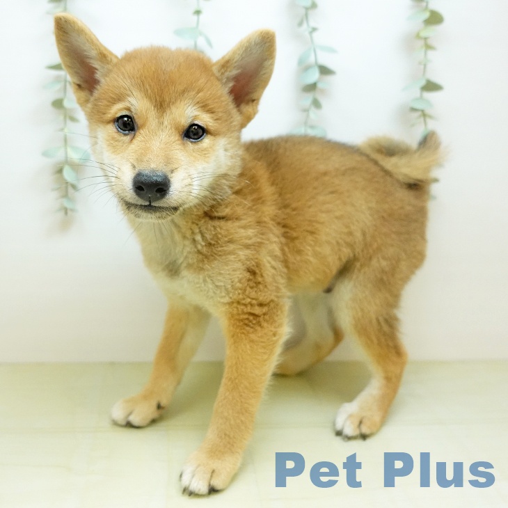 大阪府の柴犬(標準サイズ) (ペットプラス イオン大日店/2026年7月12日生まれ/男の子/赤)の子犬の2枚目の画像