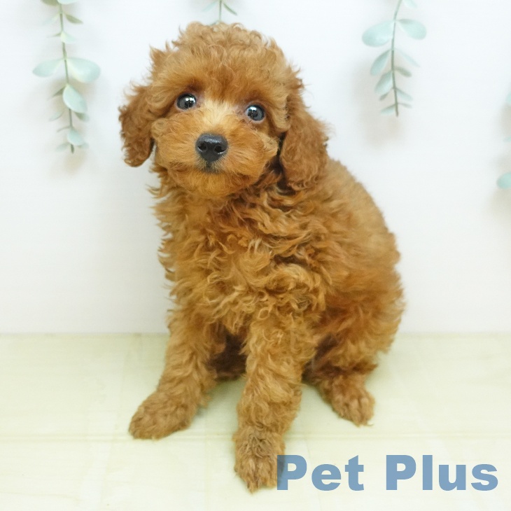 鳥取県のトイプードル(トイ) (ペッツワン 日吉津店/2026年7月24日生まれ/男の子/レッド)の子犬の2枚目の画像