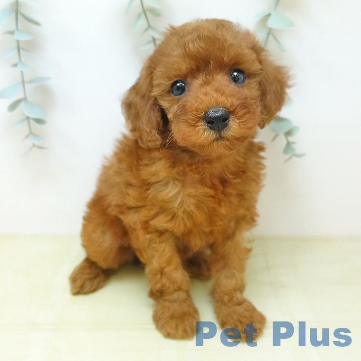 トイ・プードル