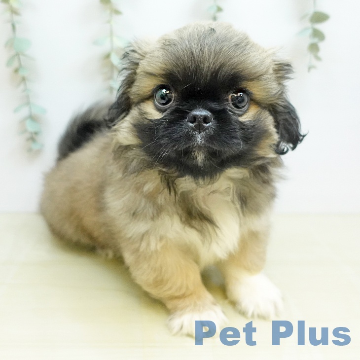徳島県のペキニーズ (ペットプラス 徳島店/2026年7月22日生まれ/男の子/フォーン)の子犬の1枚目の画像