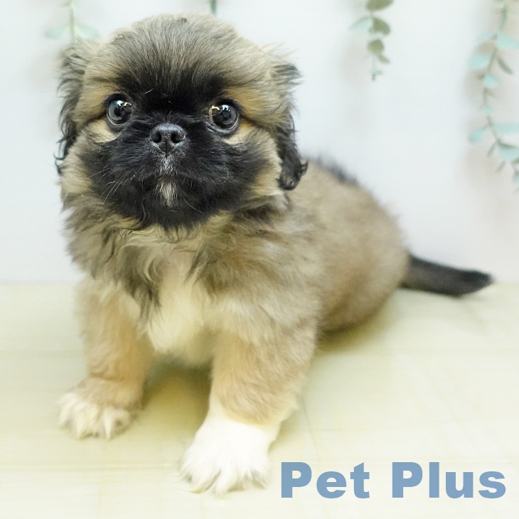 徳島県のペキニーズ (ペットプラス 徳島店/2026年7月22日生まれ/男の子/フォーン)の子犬の2枚目の画像