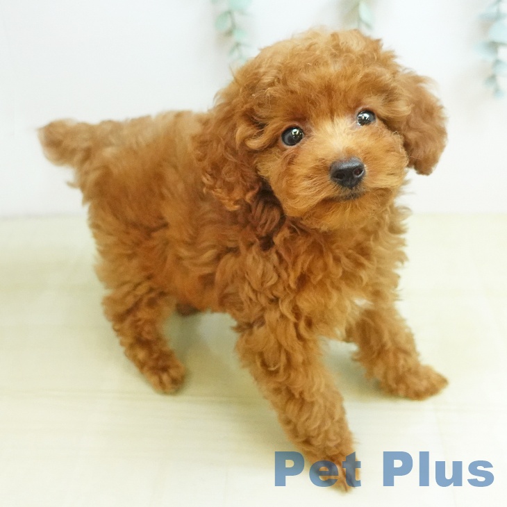 大阪府のトイプードル(トイ) (ペットプラス 鶴見店/2026年7月24日生まれ/女の子/レッド)の子犬の1枚目の画像