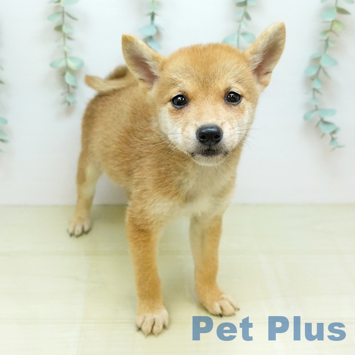 京都府の柴犬(標準サイズ) (ペットプラス 醍醐店/2026年7月27日生まれ/男の子/赤)の子犬の1枚目の画像