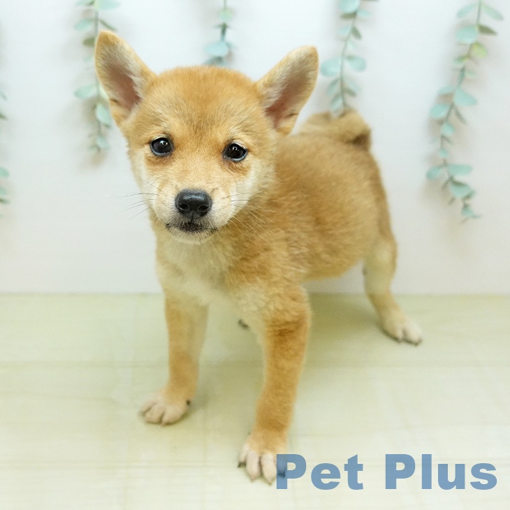 京都府の柴犬(標準サイズ) (ペットプラス 醍醐店/2026年7月27日生まれ/男の子/赤)の子犬の2枚目の画像
