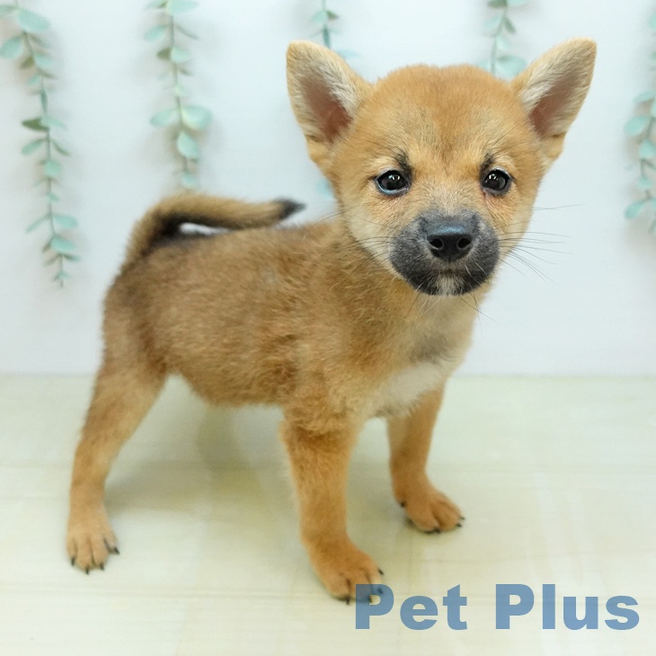 兵庫県の柴犬(標準サイズ) (ペットプラス 姫路大津店/2026年7月27日生まれ/男の子/赤)の子犬の1枚目の画像