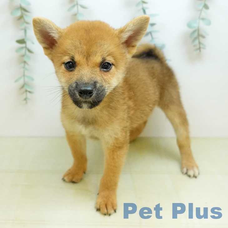 兵庫県の柴犬(標準サイズ) (ペットプラス 姫路大津店/2026年7月27日生まれ/男の子/赤)の子犬の2枚目の画像