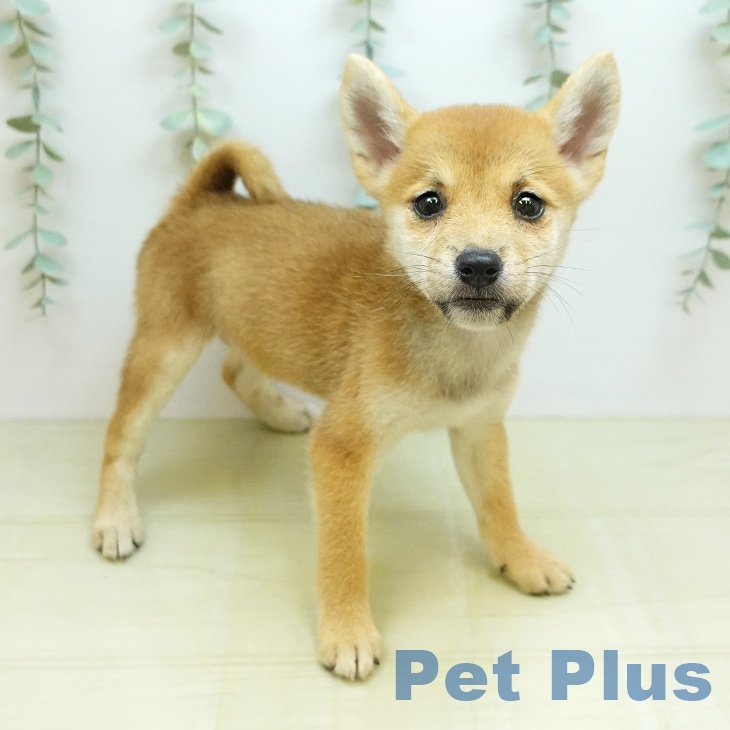 大阪府の柴犬(標準サイズ) (ペットプラス 松原店/2026年7月27日生まれ/女の子/赤)の子犬の1枚目の画像