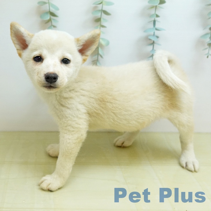大阪府の柴犬(標準サイズ) (ペットプラス 堺北花田店/2026年7月24日生まれ/女の子/白)の子犬の2枚目の画像