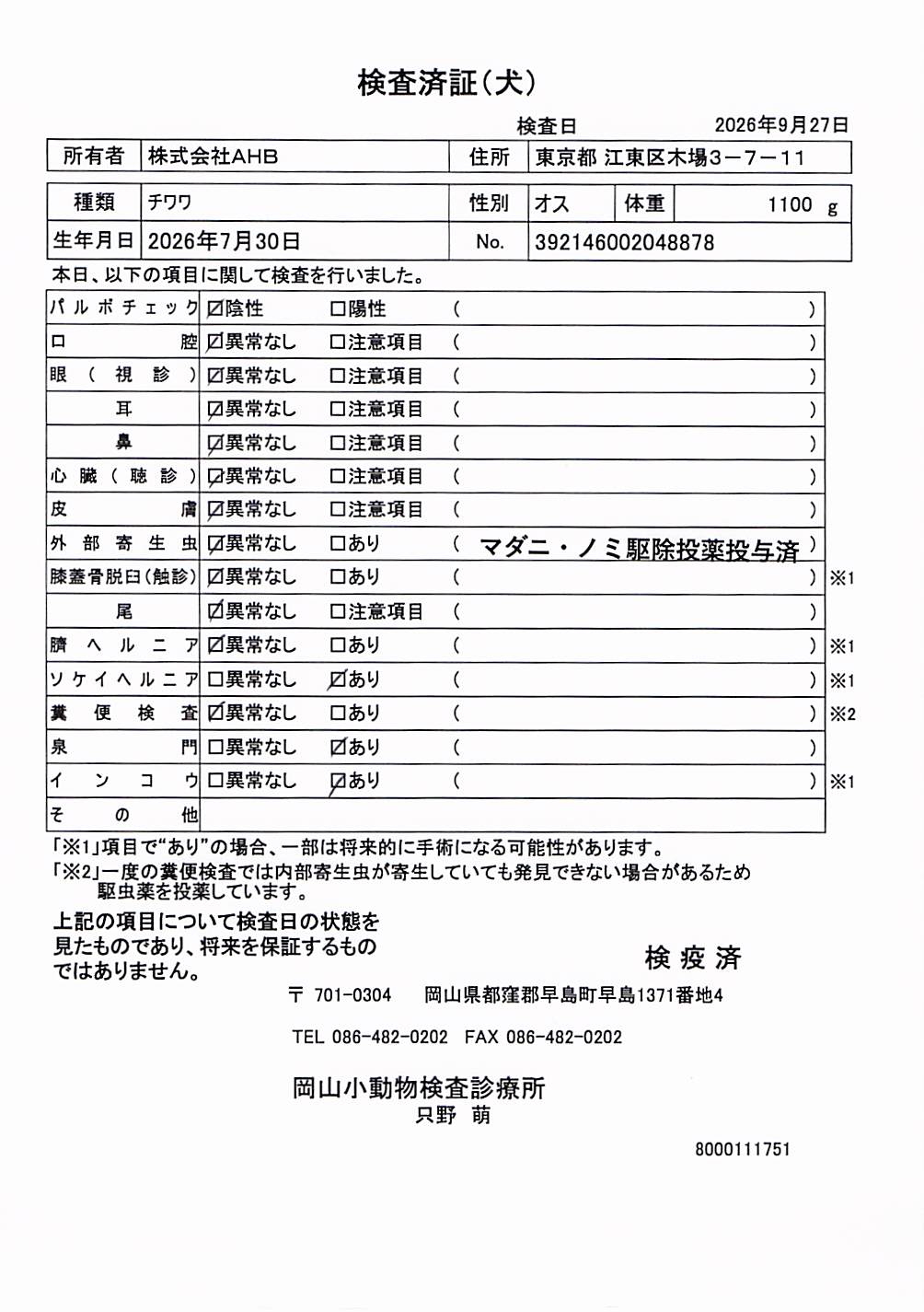 チワワ