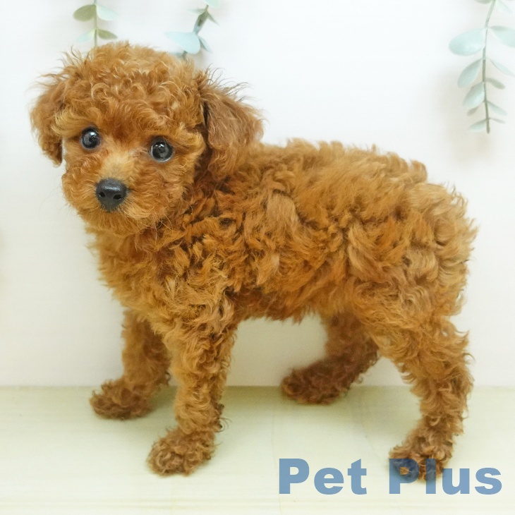 鳥取県のトイプードル(トイ) (ペッツワン 日吉津店/2026年7月31日生まれ/女の子/レッド)の子犬の2枚目の画像