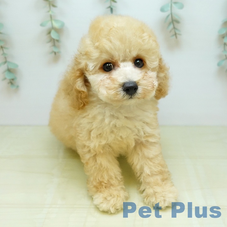 鳥取県のトイプードル(トイ) (ペッツワン 日吉津店/2026年8月1日生まれ/男の子/ペールフォーン)の子犬の2枚目の画像