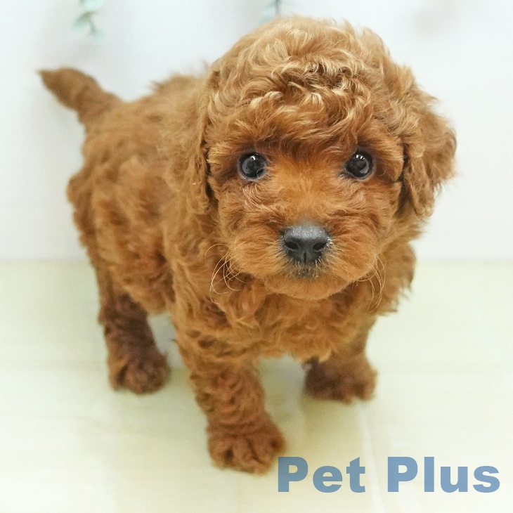 愛媛県のトイプードル(トイ) (ペットプラス 新居浜店/2026年8月4日生まれ/男の子/レッド)の子犬の1枚目の画像