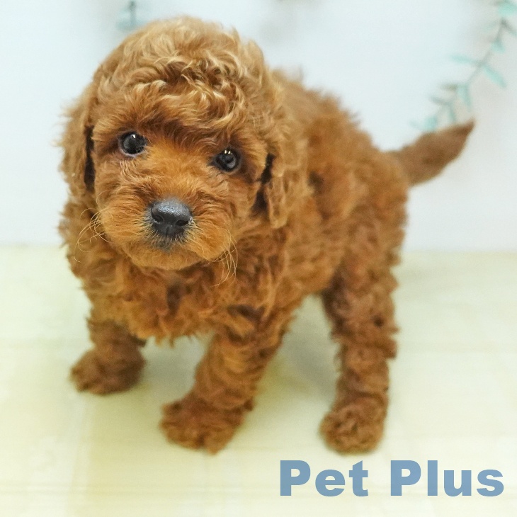 愛媛県のトイプードル(トイ) (ペットプラス 新居浜店/2026年8月4日生まれ/男の子/レッド)の子犬の2枚目の画像