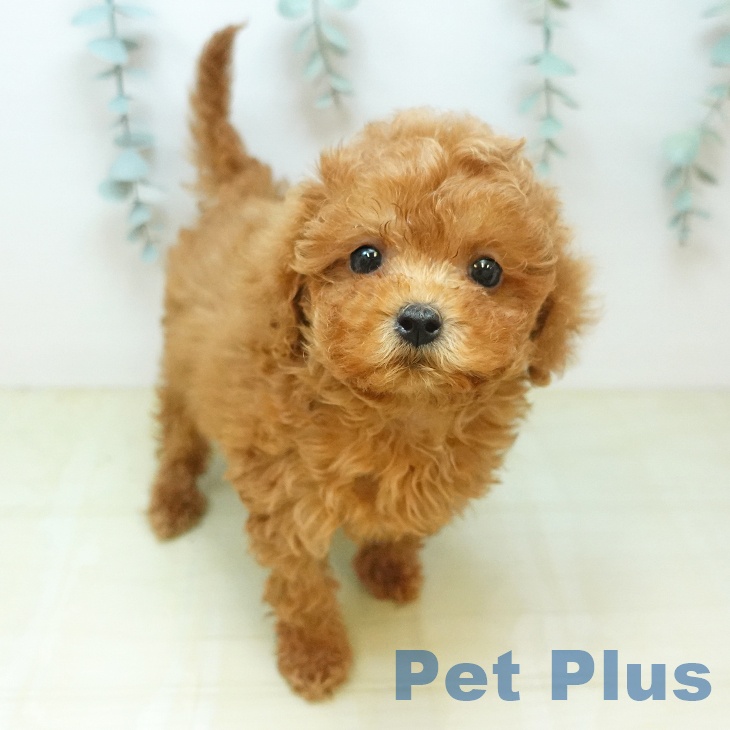 香川県のトイプードル(トイ) (ペットプラス 綾川店/2026年8月1日生まれ/女の子/レッド)の子犬の1枚目の画像