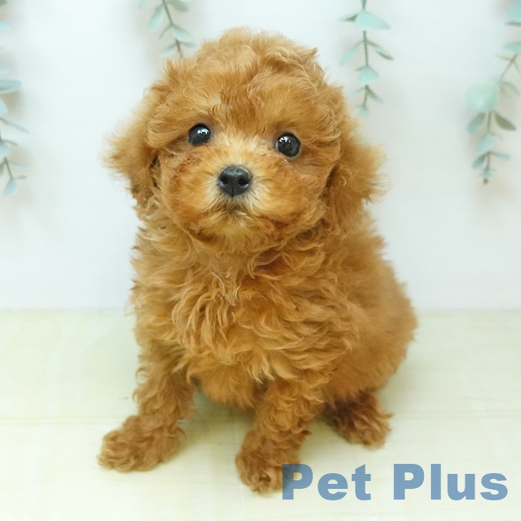 香川県のトイプードル(トイ) (ペットプラス 綾川店/2026年8月1日生まれ/女の子/レッド)の子犬の2枚目の画像
