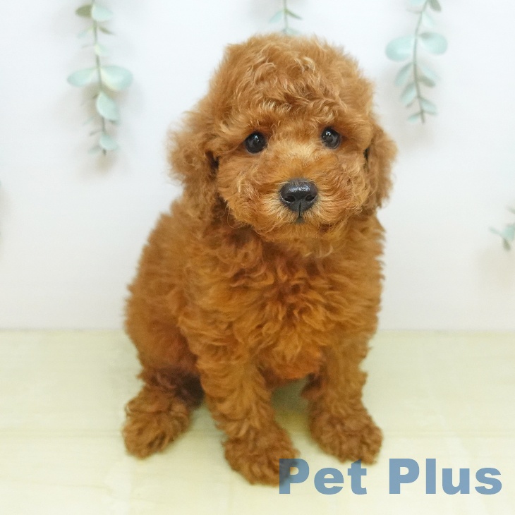 岡山県のトイプードル(トイ) (ペッツワン 岡山南店/2026年8月7日生まれ/男の子/レッド)の子犬の2枚目の画像