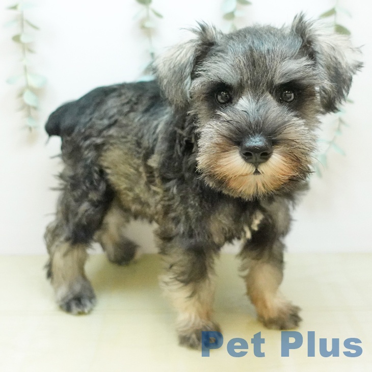 ミニチュア・シュナウザー