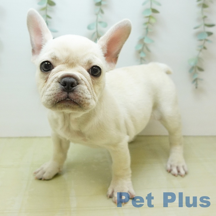 大阪府のフレンチブルドッグ (ペットプラス イオン大日店/2026年8月9日生まれ/女の子/クリーム)の子犬の1枚目の画像