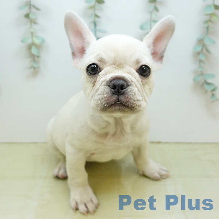 大阪府のフレンチブルドッグ (ペットプラス イオン大日店/2026年8月9日生まれ/女の子/クリーム)の子犬の2枚目の画像