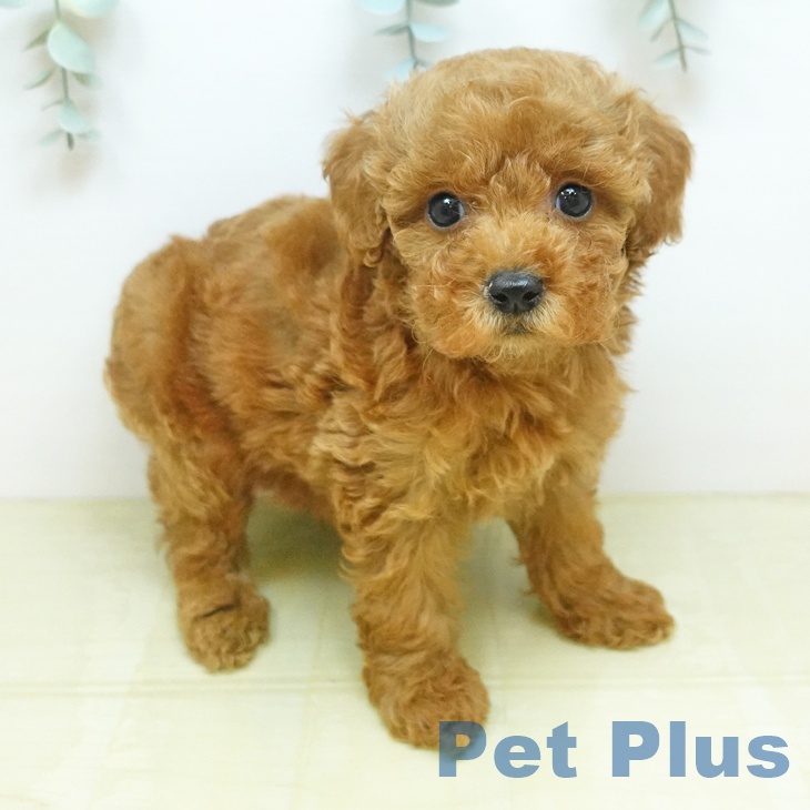 神奈川県のトイプードル(トイ) (ペットプラス 座間店/2026年8月14日生まれ/女の子/レッド)の子犬の1枚目の画像