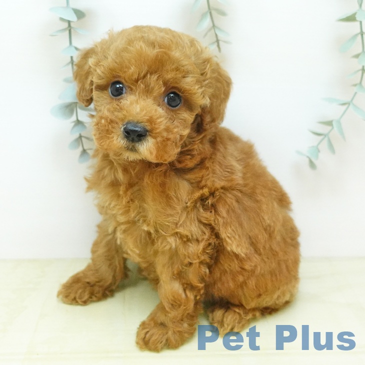 神奈川県のトイプードル(トイ) (ペットプラス 座間店/2026年8月14日生まれ/女の子/レッド)の子犬の2枚目の画像