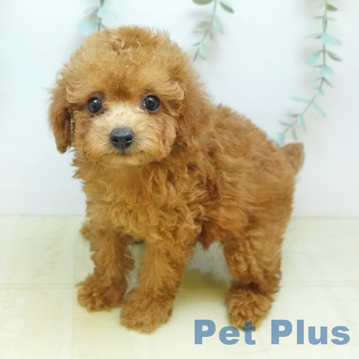東京都のトイプードル(トイ) (ペットプラス 日の出店/2026年8月9日生まれ/女の子/レッド)の子犬の1枚目の画像