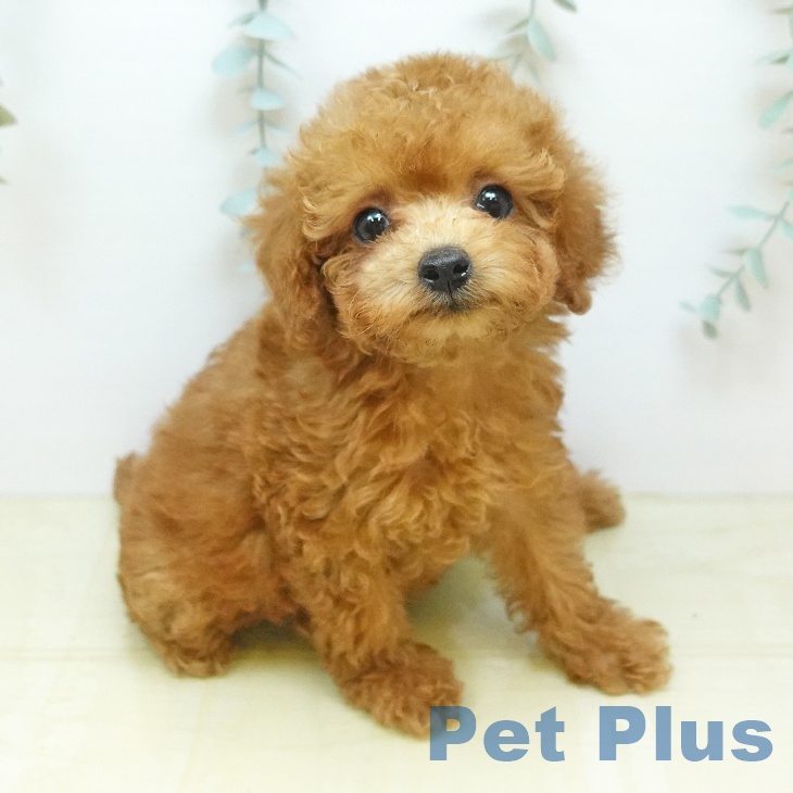 東京都のトイプードル(トイ) (ペットプラス 日の出店/2026年8月9日生まれ/女の子/レッド)の子犬の2枚目の画像