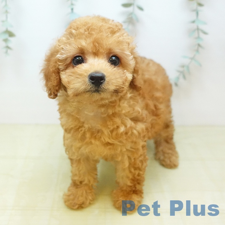 長野県のトイプードル(トイ) (ペットプラス 松本店/2026年8月9日生まれ/女の子/アプリコット)の子犬の1枚目の画像