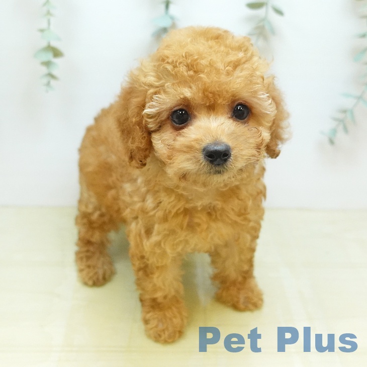 長野県のトイプードル(トイ) (ペットプラス 松本店/2026年8月9日生まれ/女の子/アプリコット)の子犬の2枚目の画像