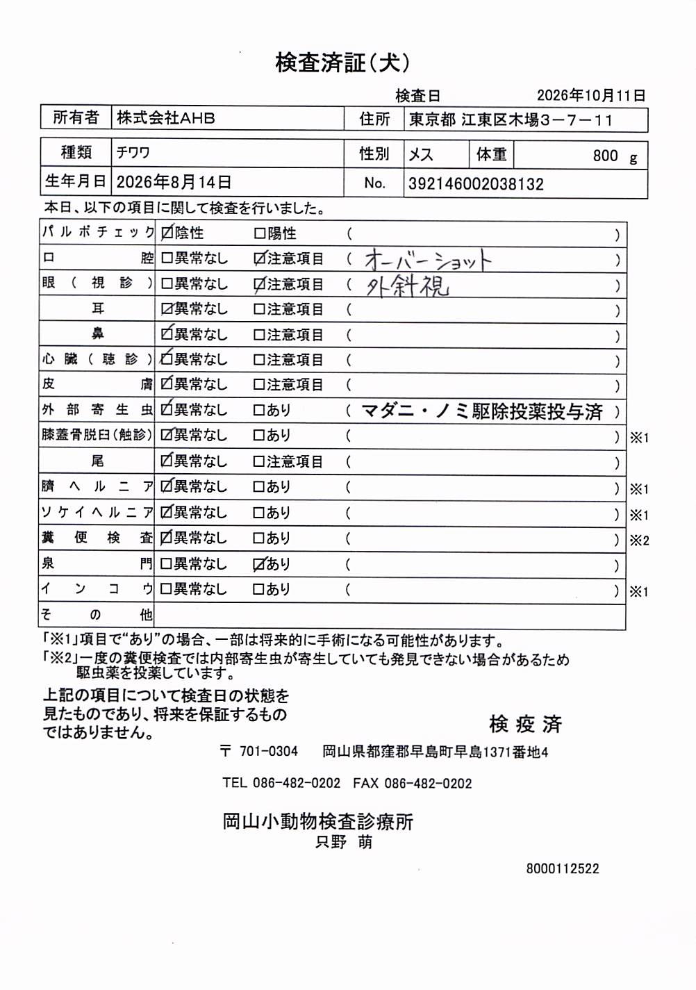 チワワ