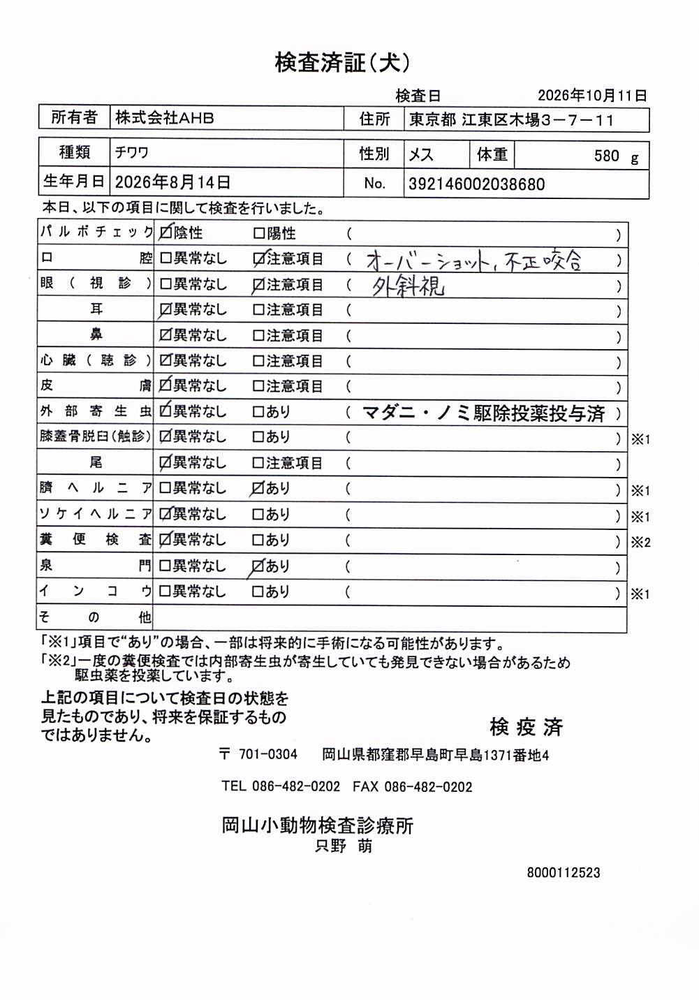 チワワ